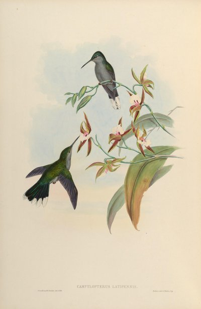 Campylopterus latipennis = Campylopterus largipennis - John Gould